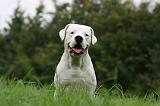 DOGUE ARGENTIN 442